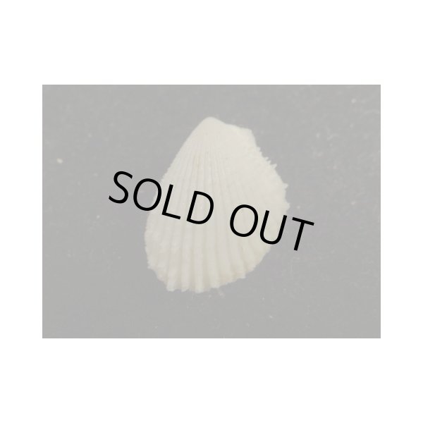 画像2: チュウベイミノガイ (2)