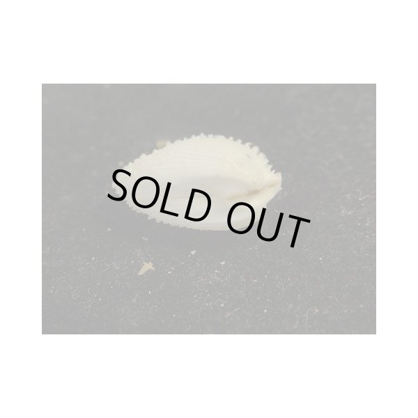 画像3: チュウベイミノガイ (3)