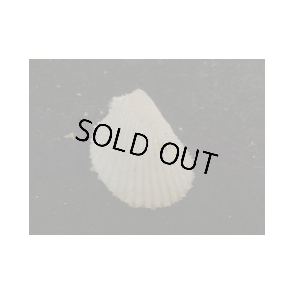 画像2: チュウベイミノガイ (2)