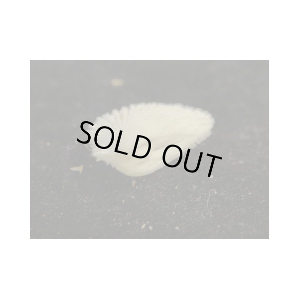 画像3: チュウベイミノガイ (3)