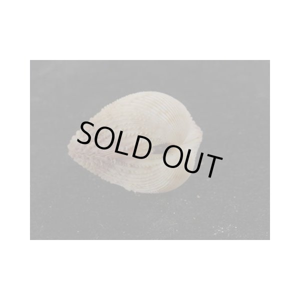 画像3: カリブザル (3)