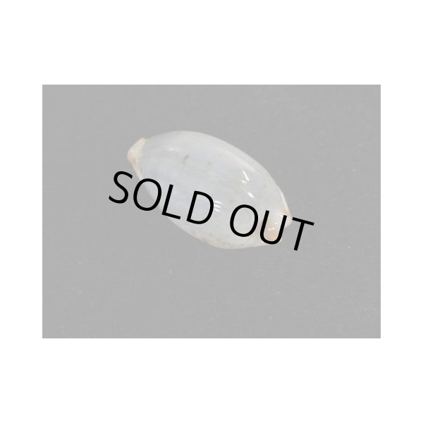 画像2: サライスソヨツメダカラ 斑なし 大 (2)