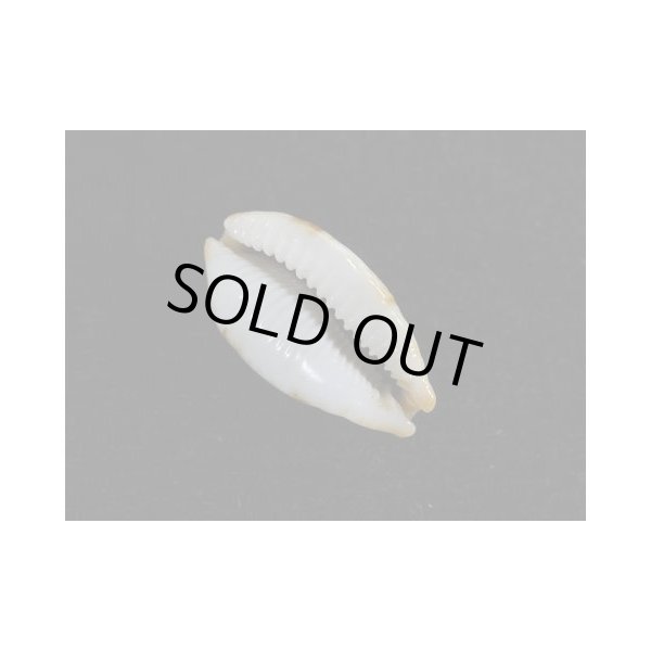 画像3: サライスソヨツメダカラ 斑なし 大 (3)