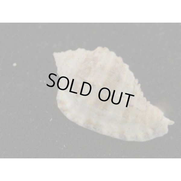 画像2: ミノオニムシロ (2)