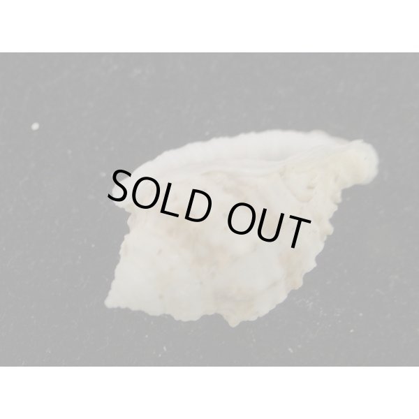 画像3: ミノオニムシロ (3)