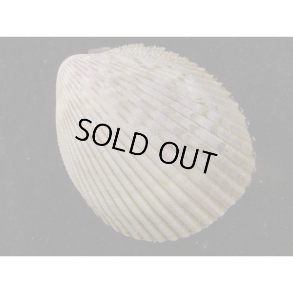 画像2: フジイロザル 大 (2)