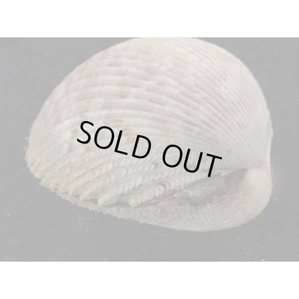 画像3: フジイロザル 大 (3)