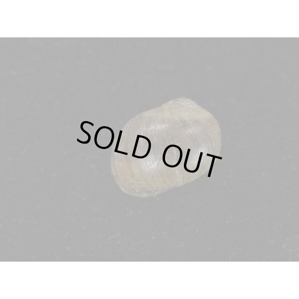 画像2: クチグロタマガイ (2)