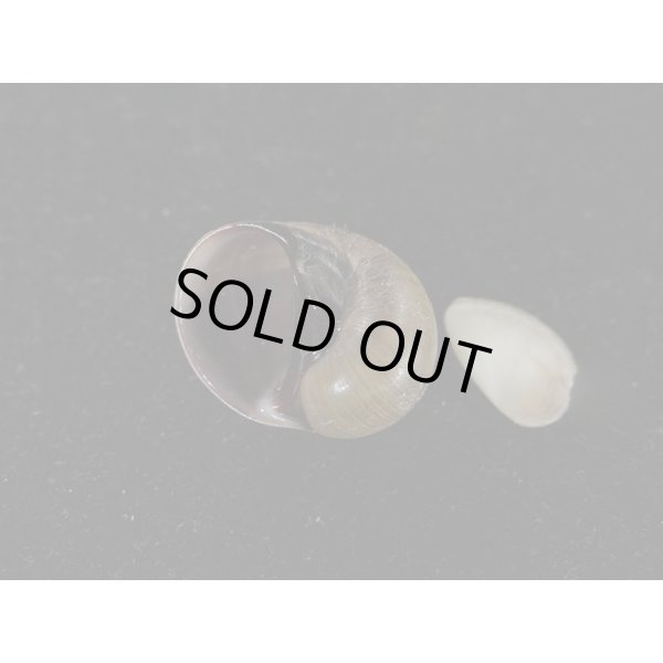 画像3: クチグロタマガイ (3)