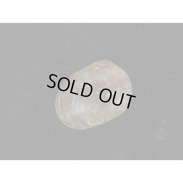 画像2: クチグロタマガイ (2)