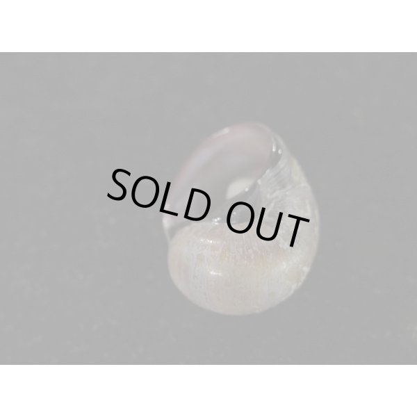 画像3: クチグロタマガイ (3)