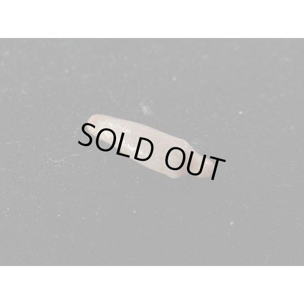 画像2: リュウコツ(タツノコ)ケボリ (2)