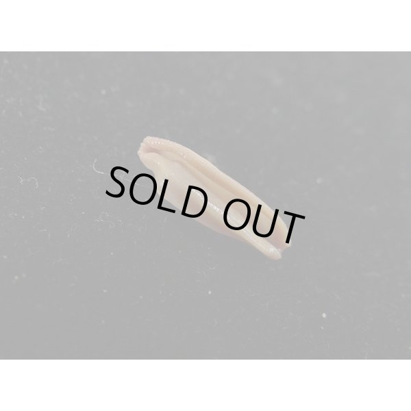 画像3: リュウコツ(タツノコ)ケボリ (3)