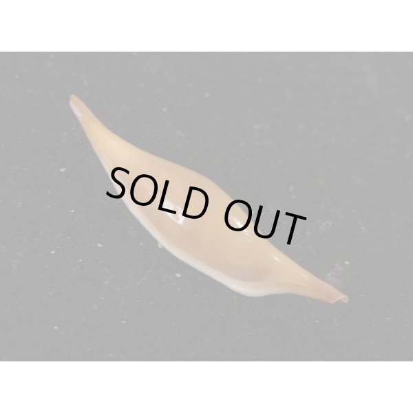 画像2: ベニキヌヅツミ (2)