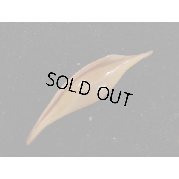 画像3: ベニキヌヅツミ (3)