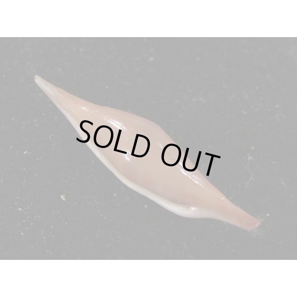 画像2: ベニキヌヅツミ (2)