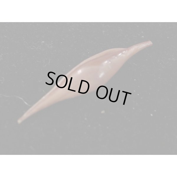 画像3: ベニキヌヅツミ (3)