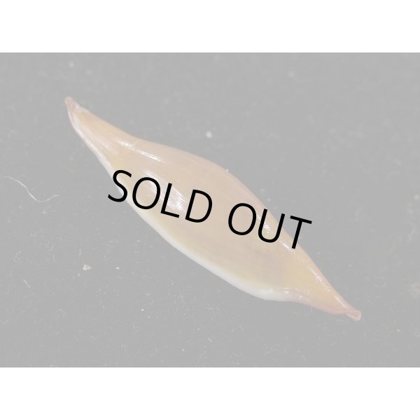 画像2: ベニキヌヅツミ (2)