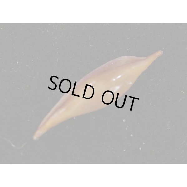 画像3: ベニキヌヅツミ (3)