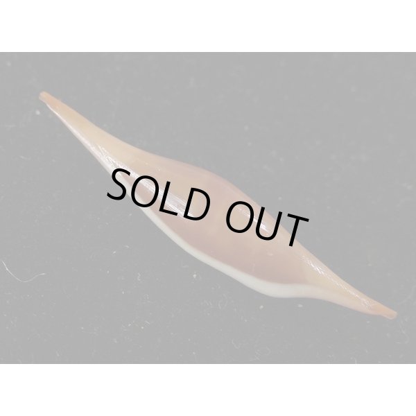 画像2: ベニキヌヅツミ (2)