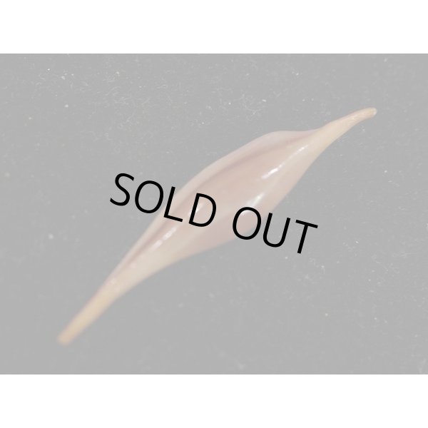 画像3: ベニキヌヅツミ (3)