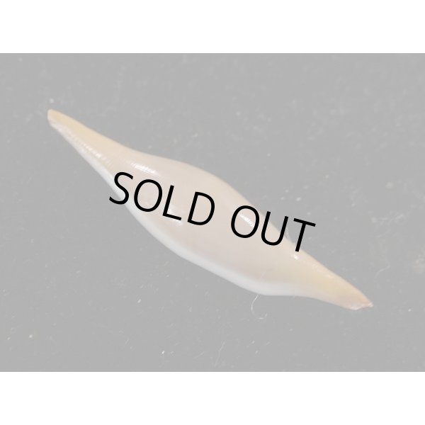 画像2: ベニキヌヅツミ (2)