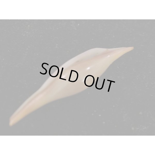 画像3: ベニキヌヅツミ (3)