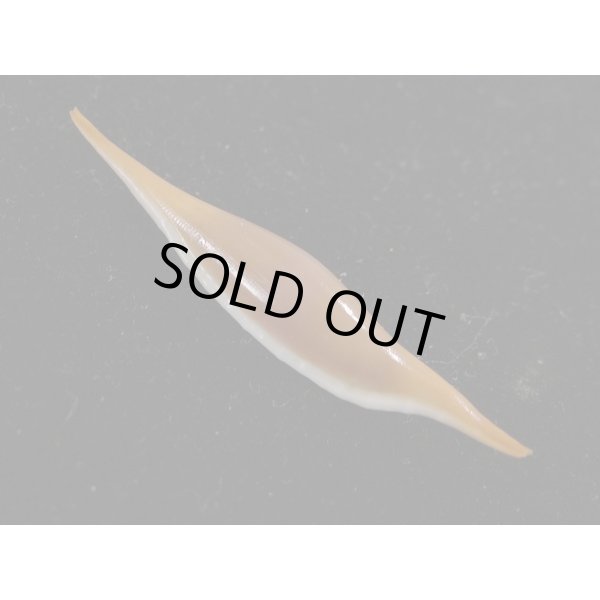 画像2: ベニキヌヅツミ (2)