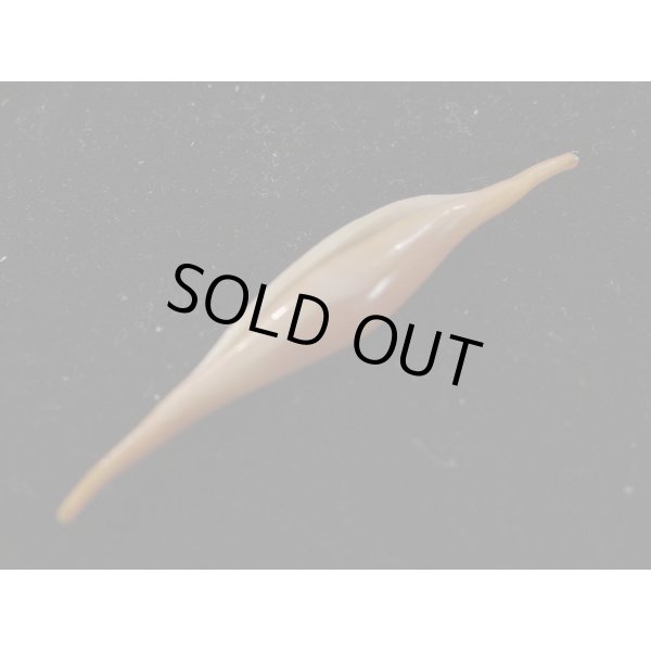 画像3: ベニキヌヅツミ (3)