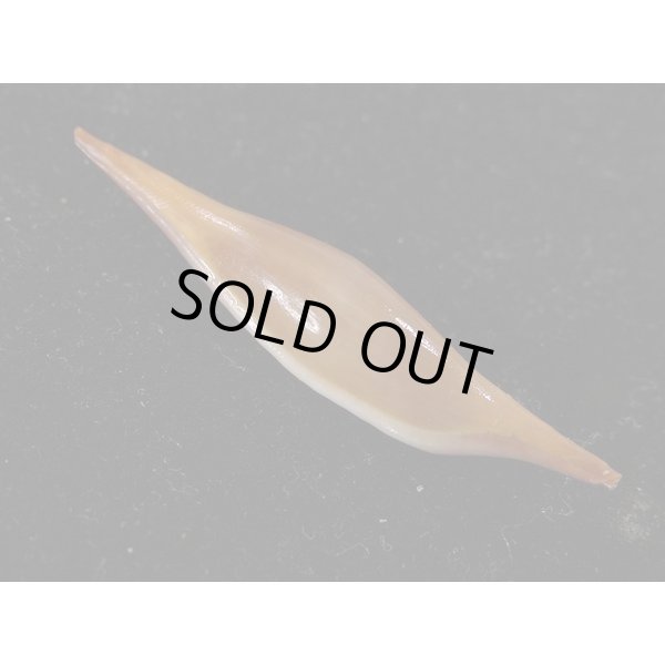 画像2: ベニキヌヅツミ (2)