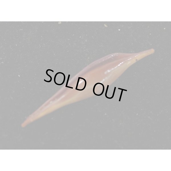 画像3: ベニキヌヅツミ (3)