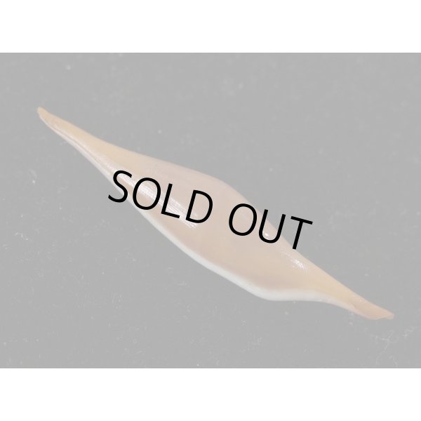 画像2: ベニキヌヅツミ (2)