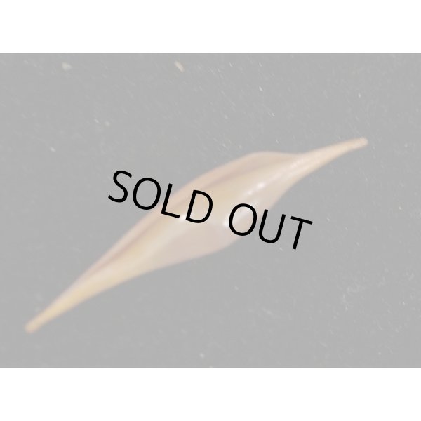 画像3: ベニキヌヅツミ (3)