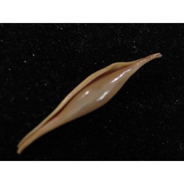 画像3: ベニキヌヅツミ (3)