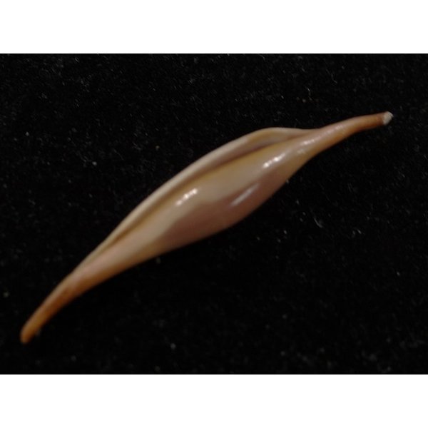 画像3: ベニキヌヅツミ (3)