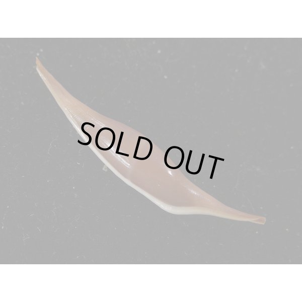 画像2: シロオビキヌヅツミ (2)