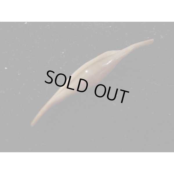 画像3: シロオビキヌヅツミ (3)