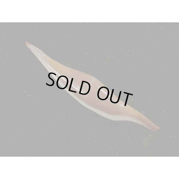 画像2: シロオビキヌヅツミ (2)