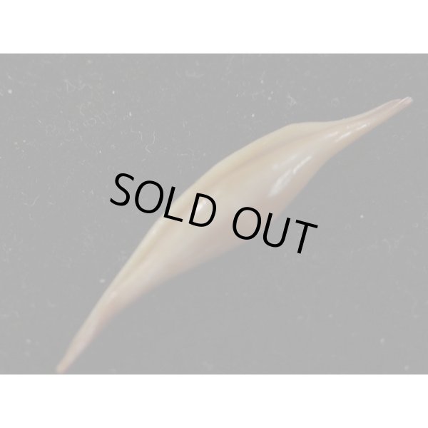 画像3: シロオビキヌヅツミ (3)