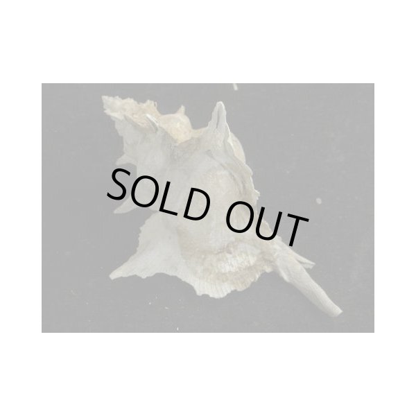 画像2: ガンセキバショウ 東シナ海産 (2)