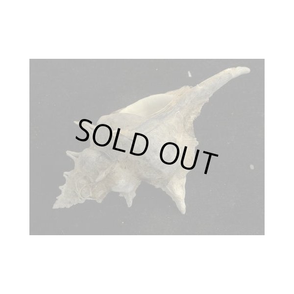 画像3: ガンセキバショウ 東シナ海産 (3)