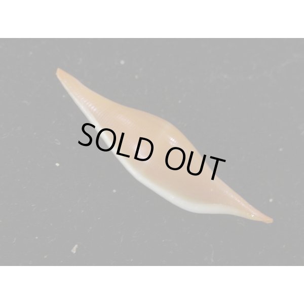 画像2: シロオビキヌヅツミ (2)