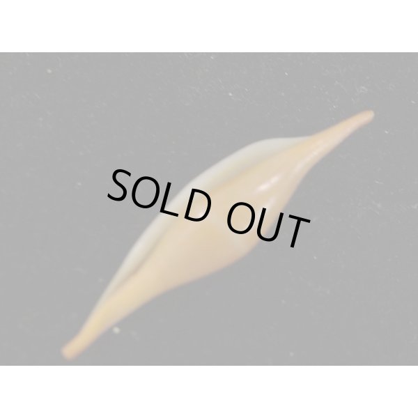 画像3: シロオビキヌヅツミ (3)