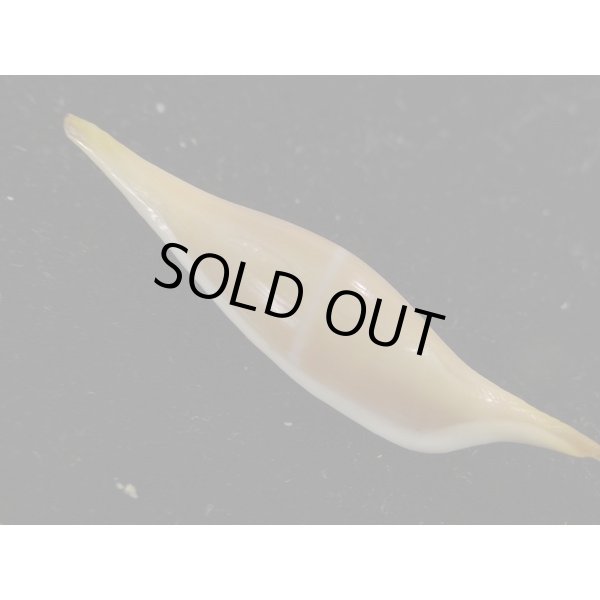 画像2: シロオビキヌヅツミ (2)