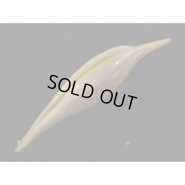 画像3: シロオビキヌヅツミ (3)