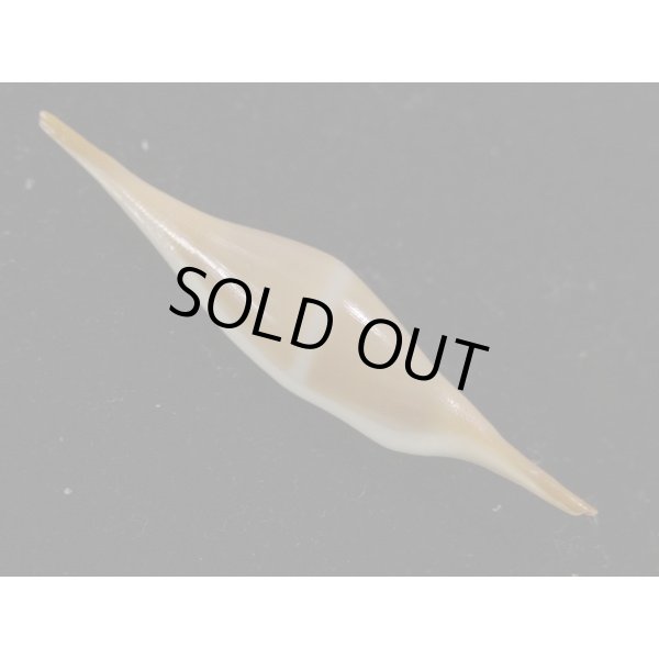 画像2: シロオビキヌヅツミ (2)