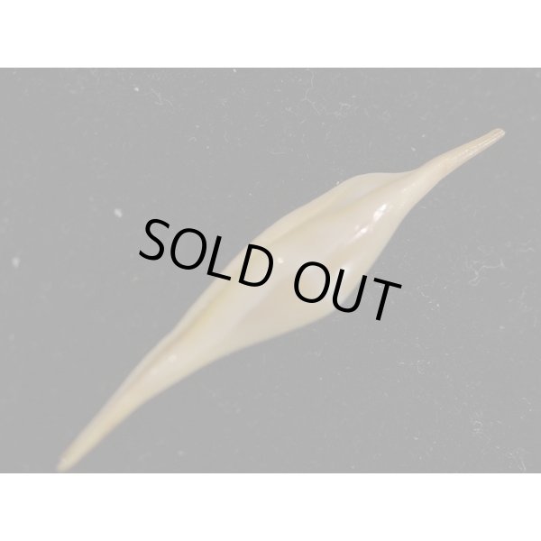 画像3: シロオビキヌヅツミ (3)