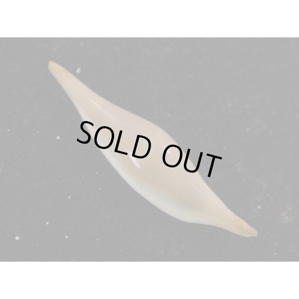 画像2: シロオビキヌヅツミ (2)