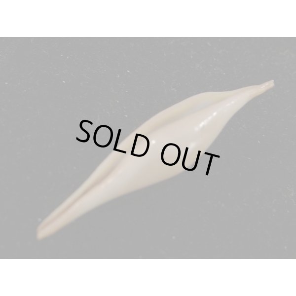 画像3: シロオビキヌヅツミ (3)