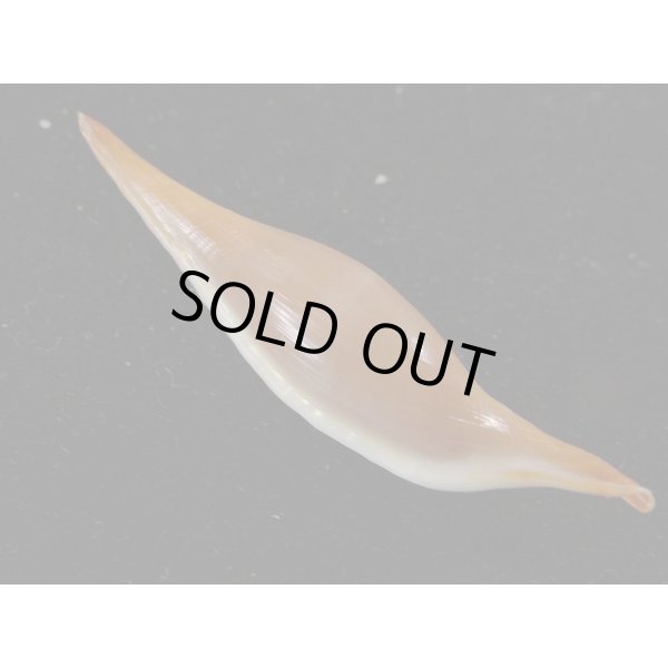 画像2: シロオビキヌヅツミ (2)